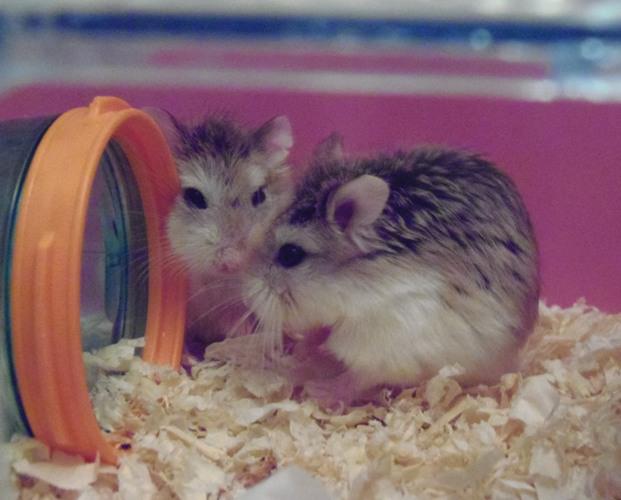 ADOPT A SMALL FURRY Animal Rescue and Care