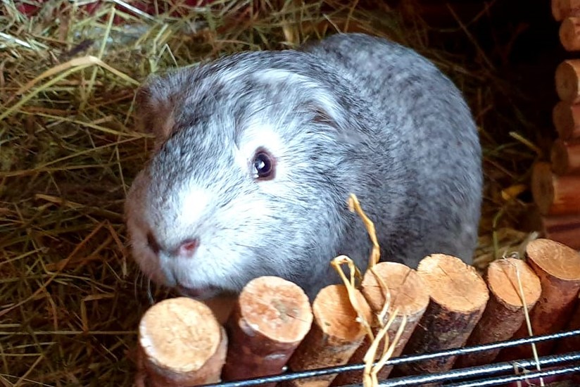 Adopt a Guinea Pig « Animal Rescue and Care
