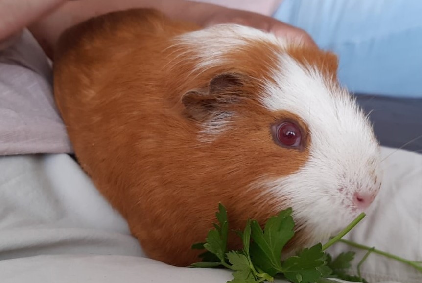 Adopt a Guinea Pig Animal Rescue and Care