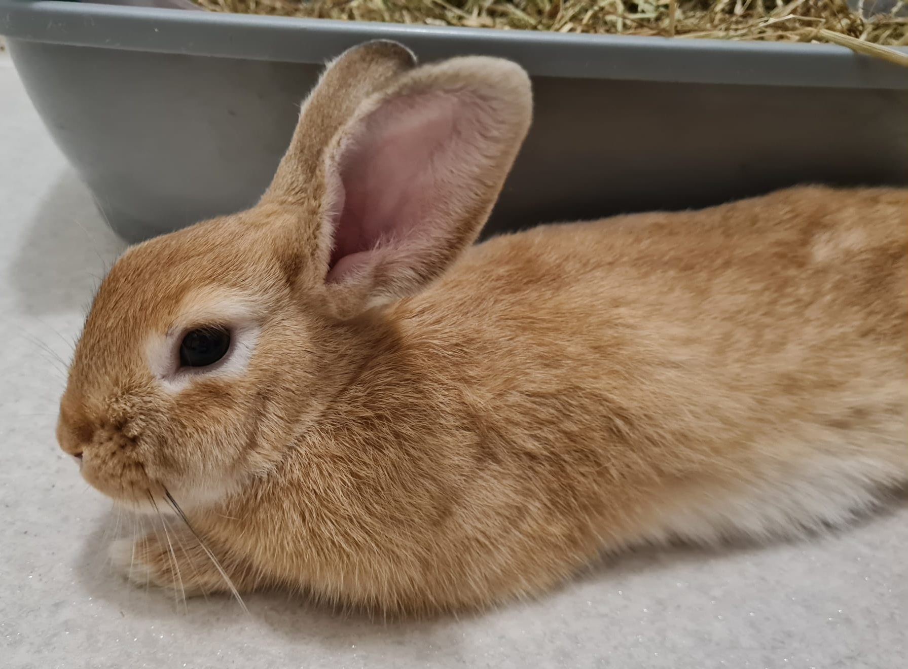Adopt a Rabbit – Animal Rescue and Care