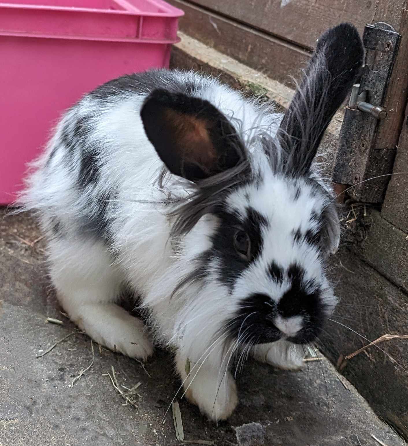 Adopt a Rabbit – Animal Rescue and Care