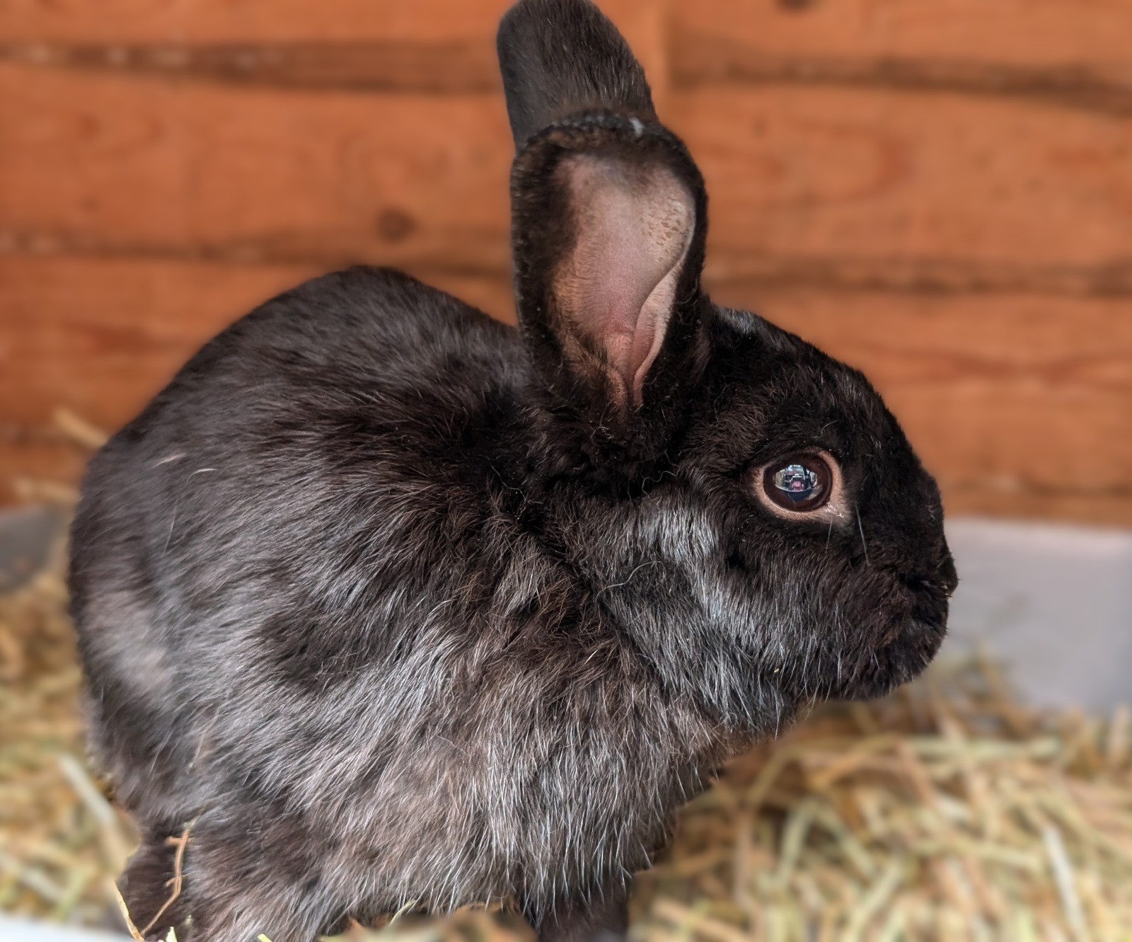 Adopt a Rabbit – Animal Rescue and Care