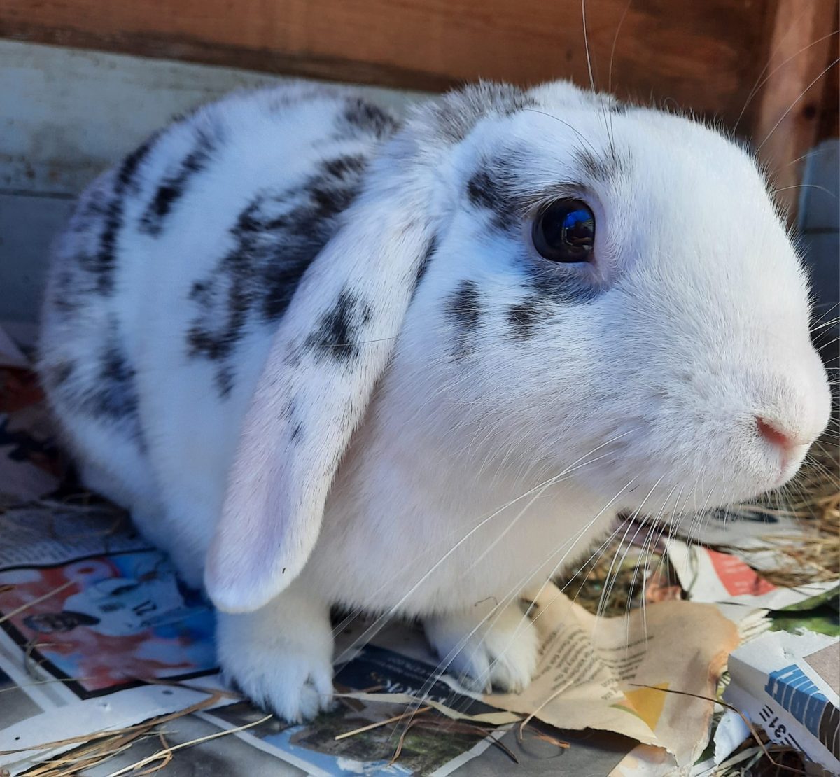 Adopt a Rabbit – Animal Rescue and Care