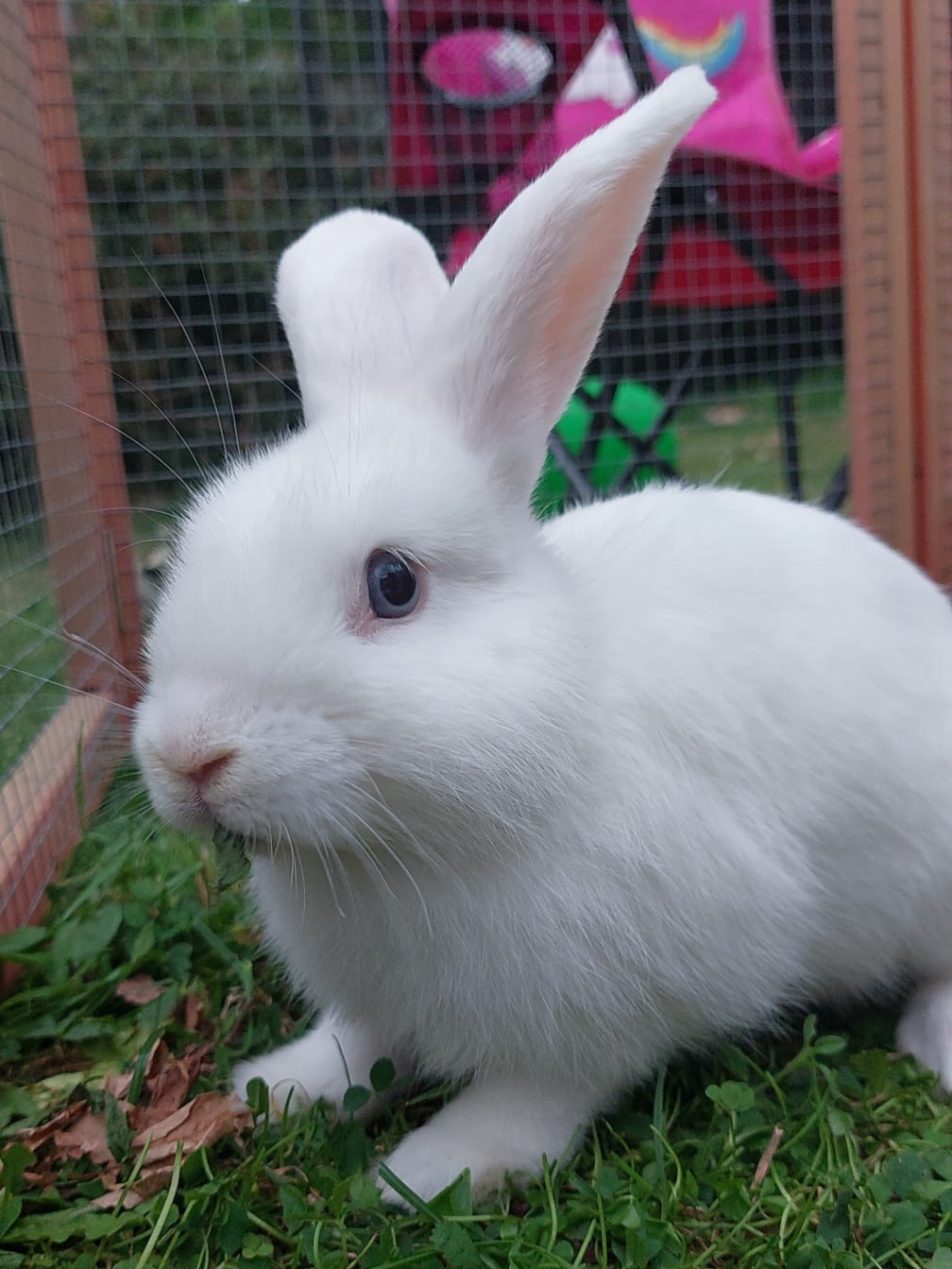 Adopt a Rabbit – Animal Rescue and Care