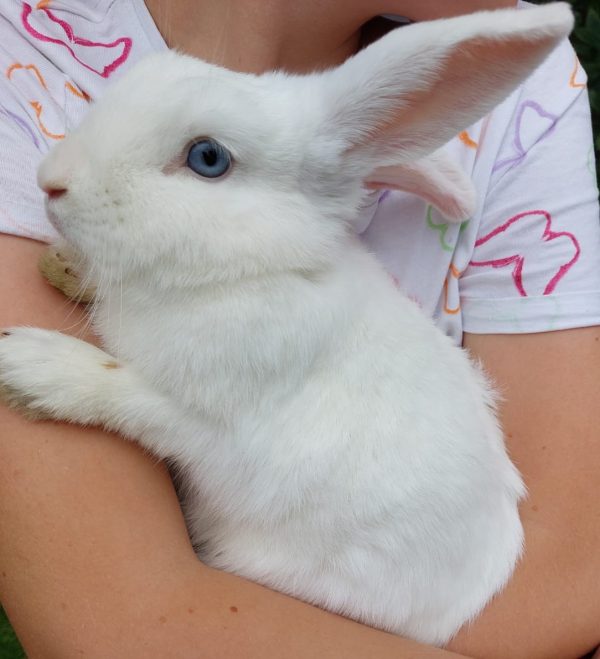 Adopt a Rabbit – Animal Rescue and Care