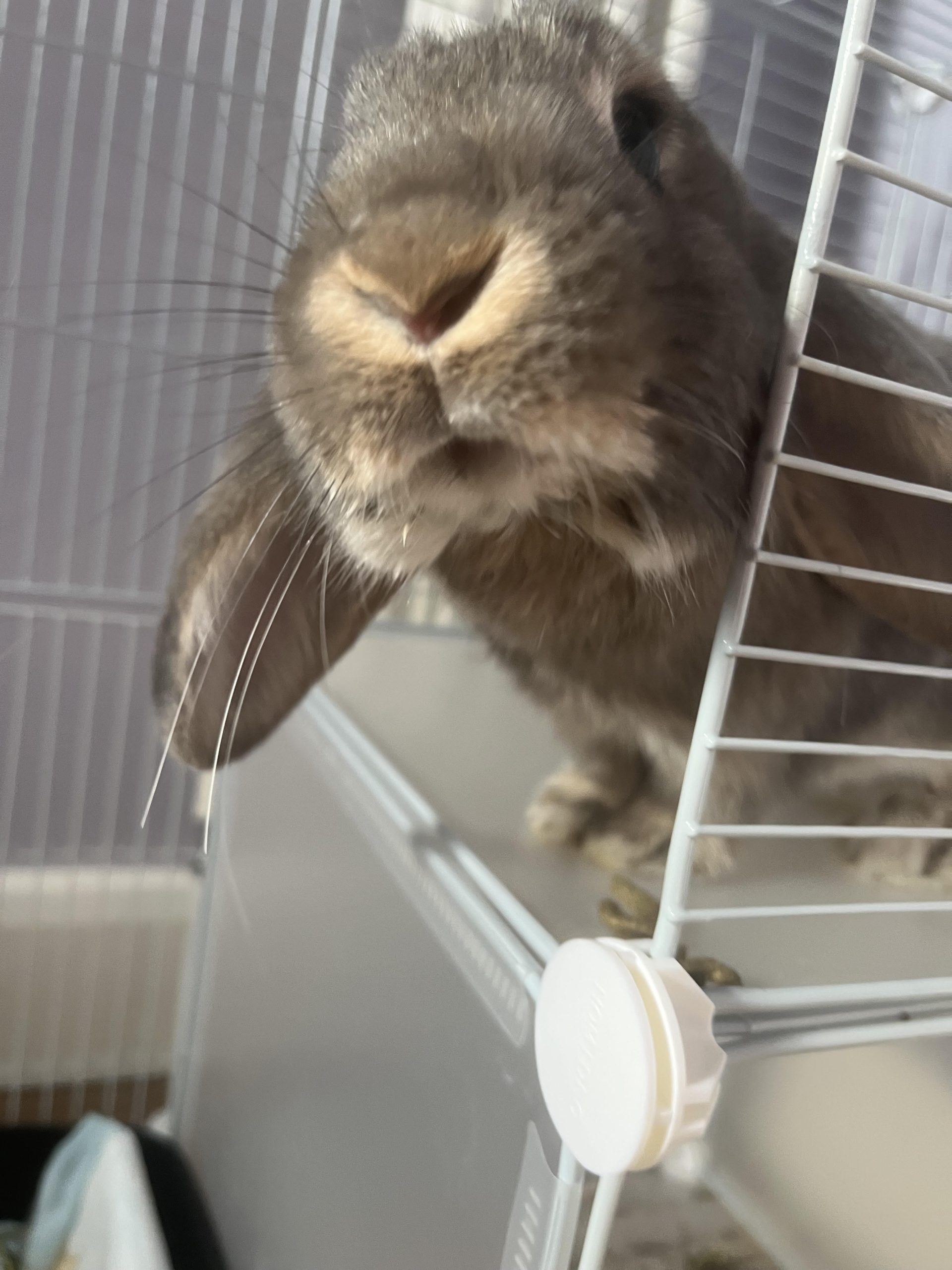 Ozzy — photo 2