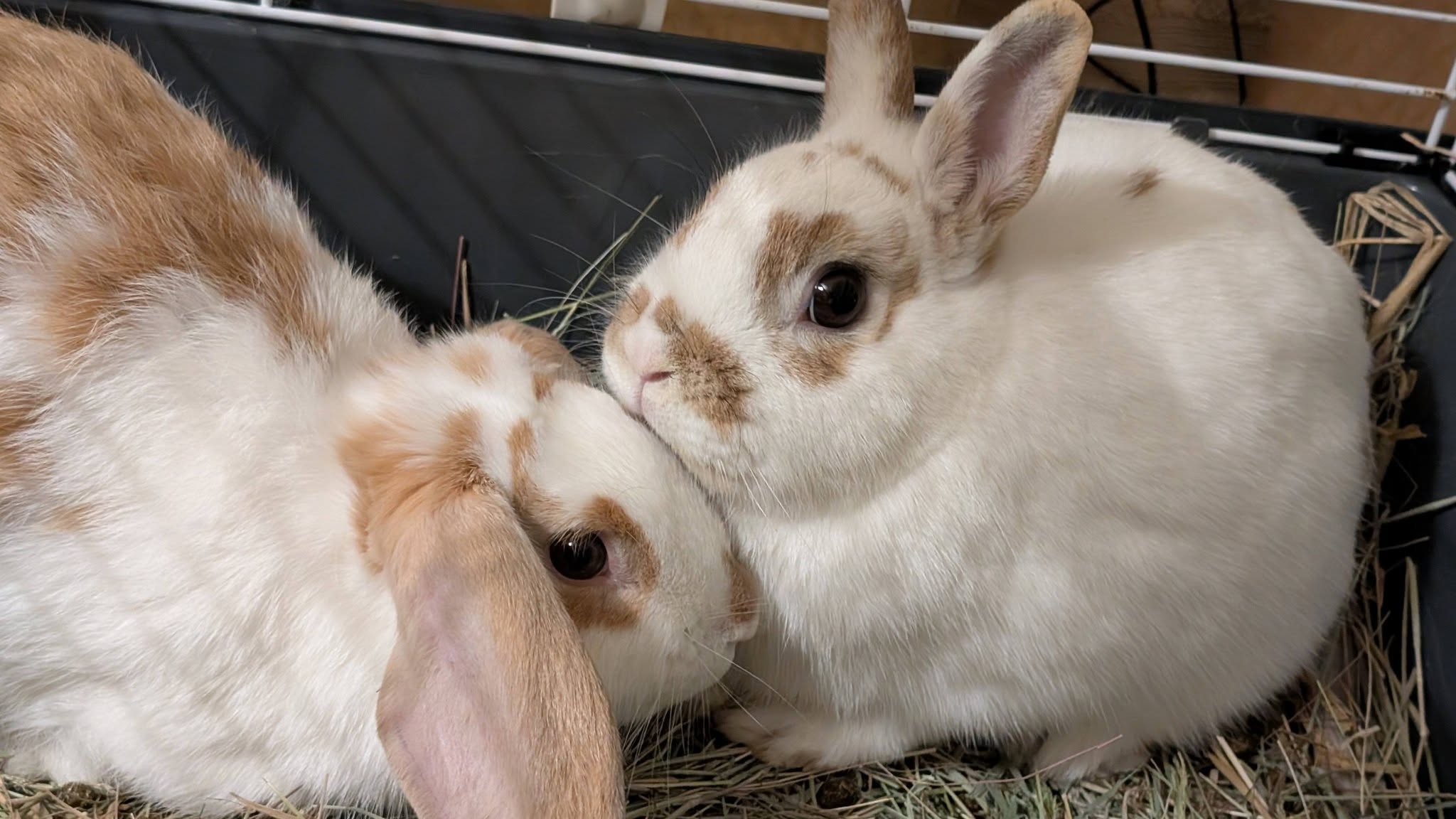 Bumper & Honey — photo 2