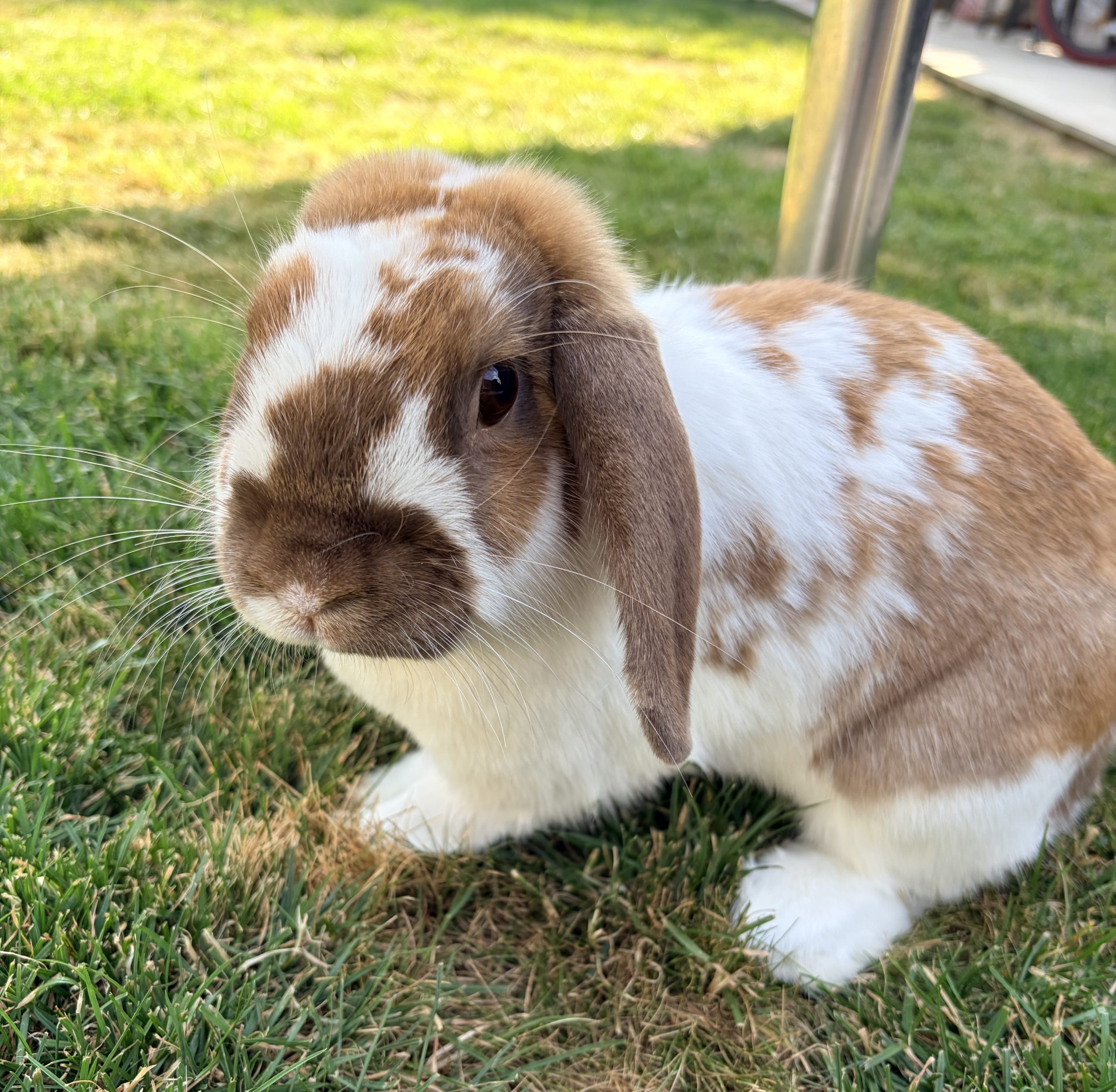 Rocky — photo 3