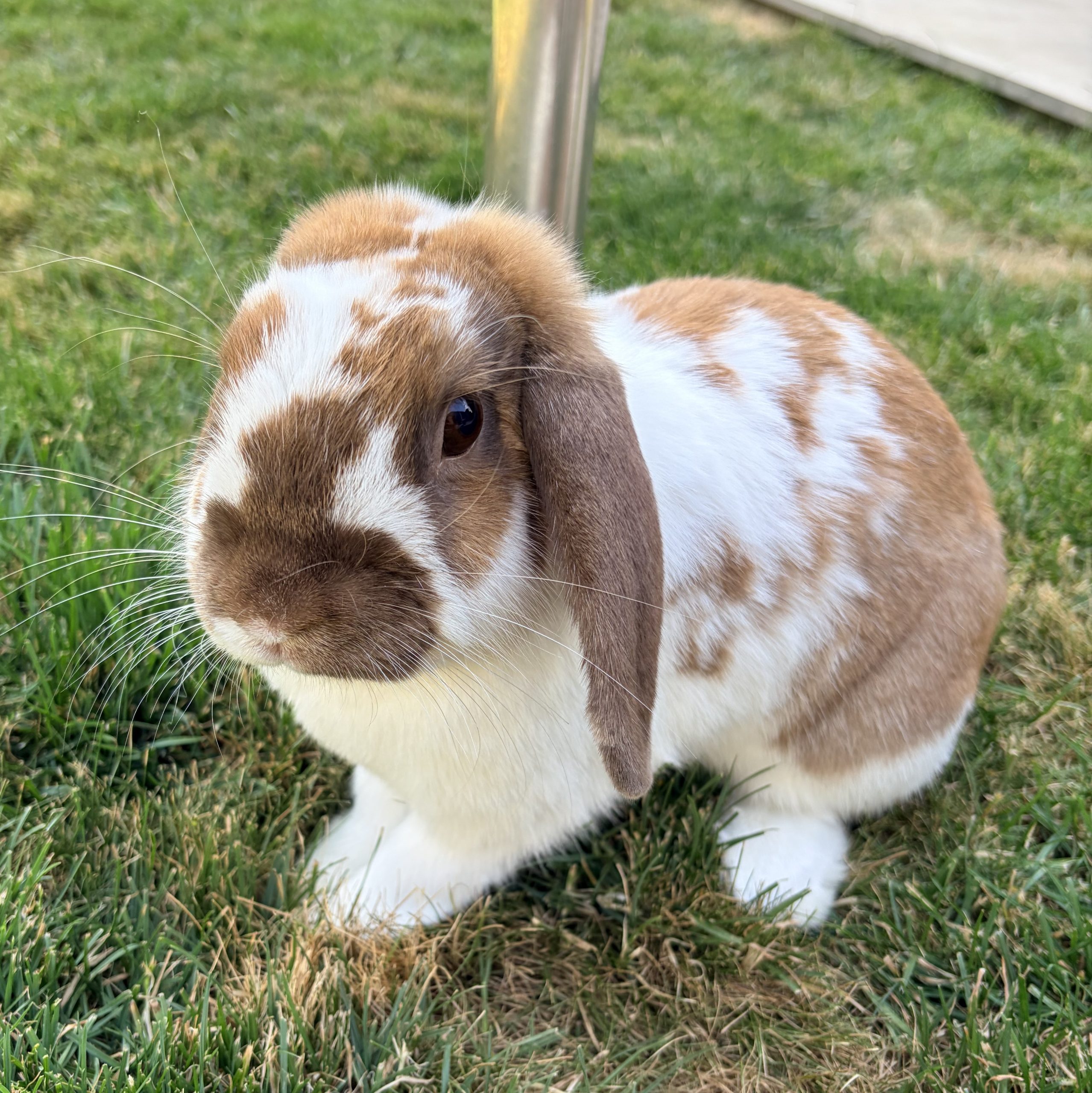 Rocky — photo 2