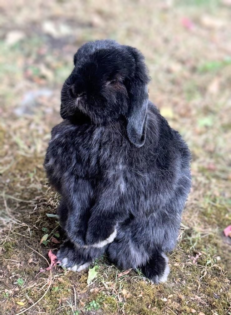 Piper — photo 3