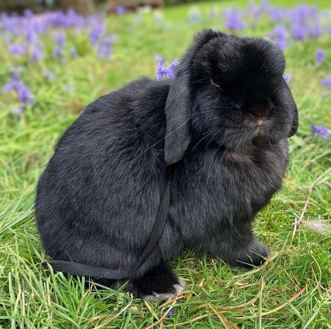 Piper — photo 1