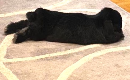 Piper — photo 2