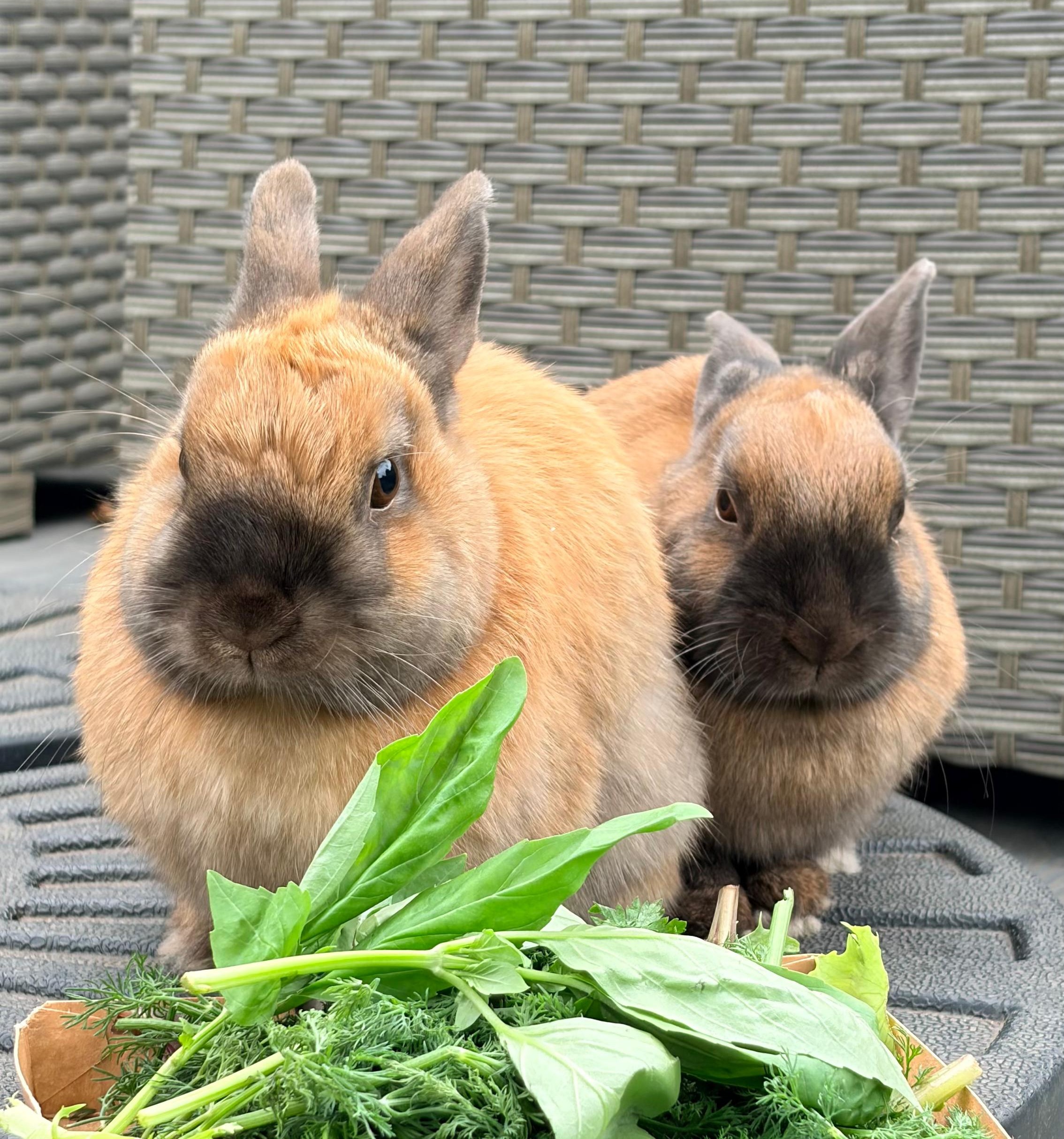 Fudge & Toffee — photo 2