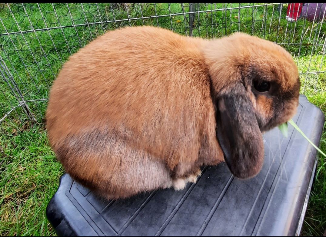 Betty — photo 5