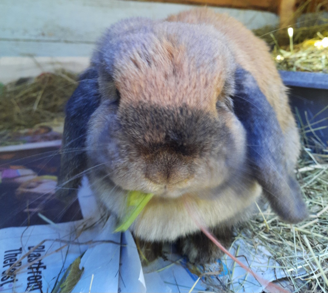 Betty — photo 1