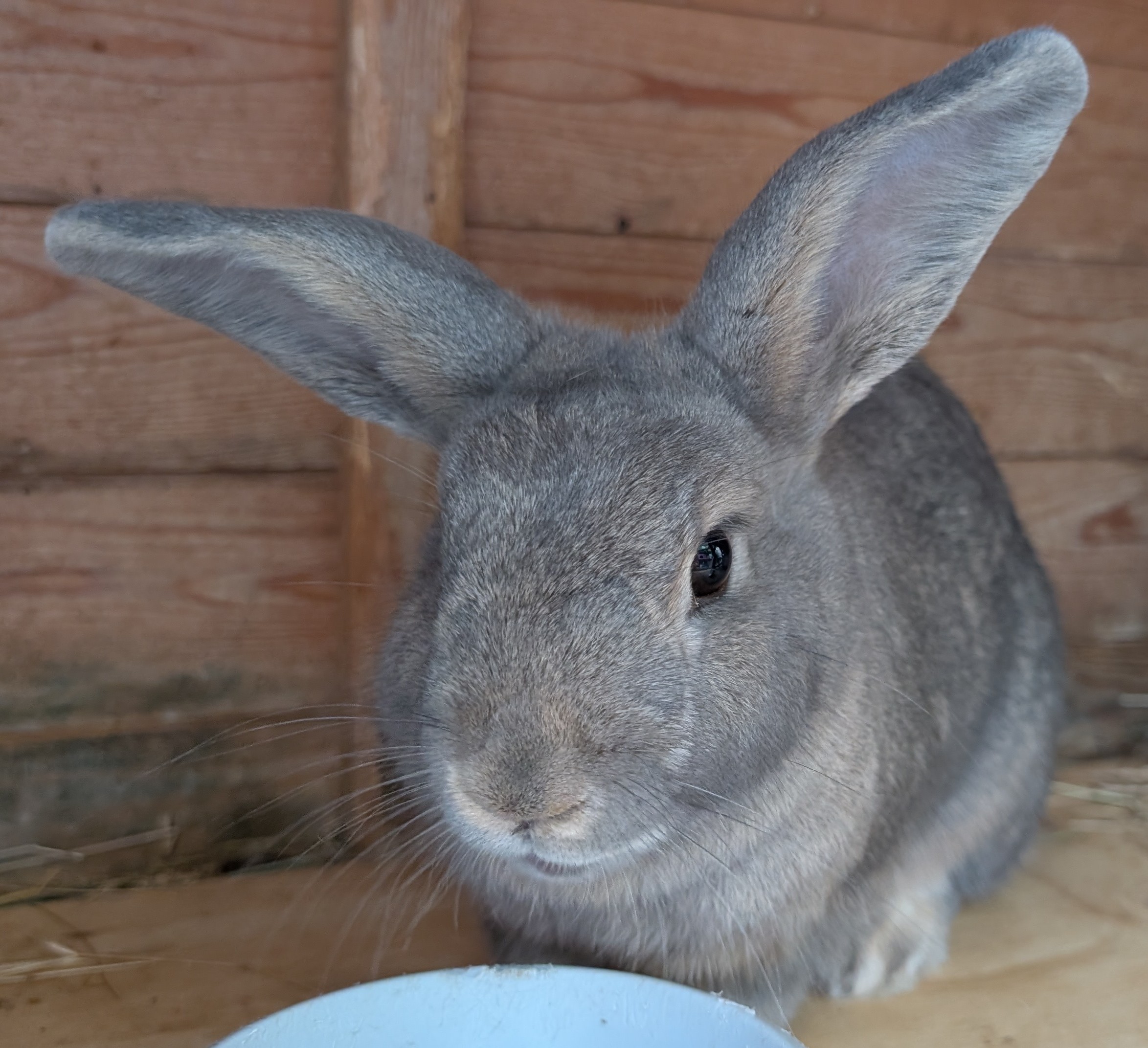 Cottontail — photo 2