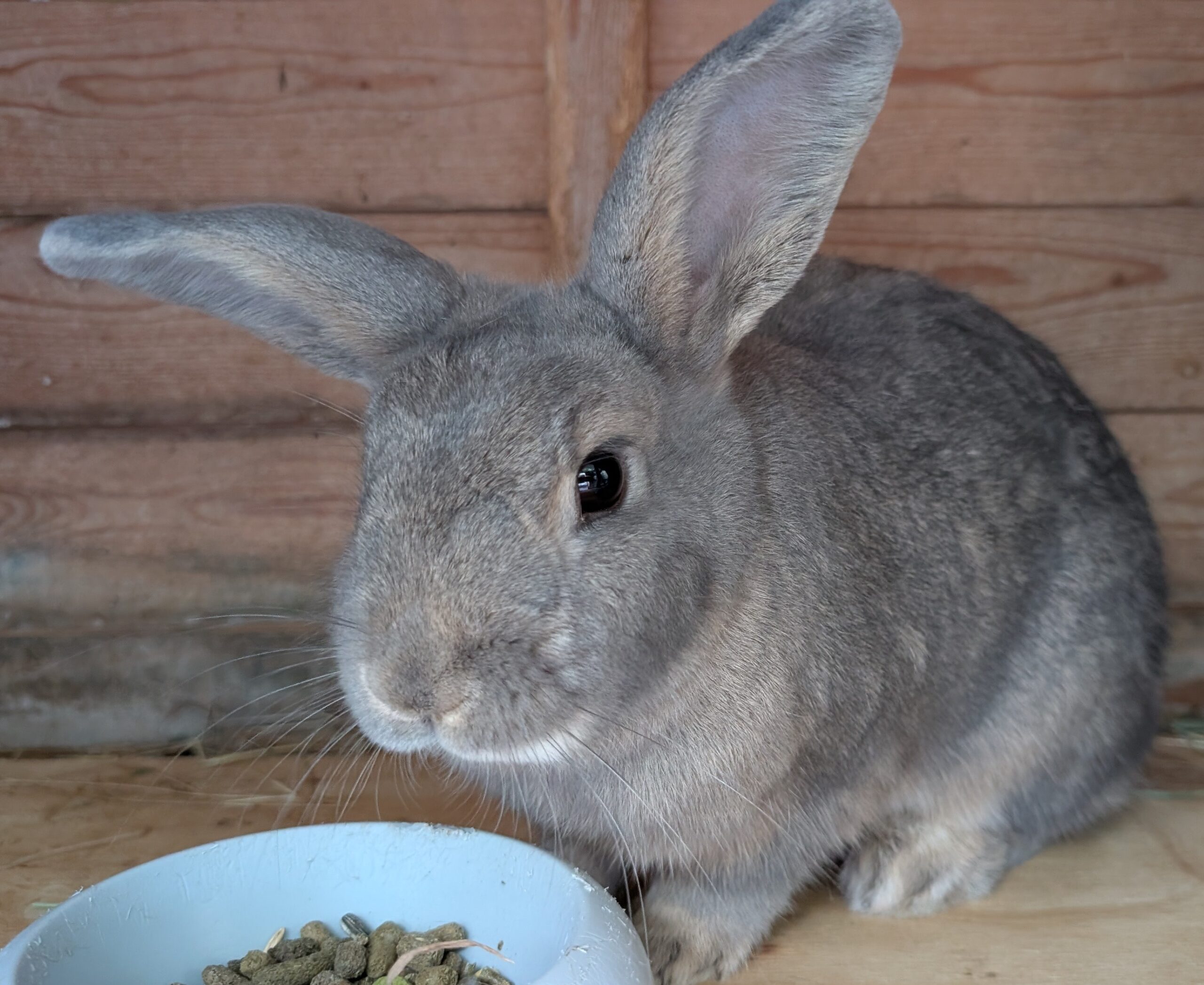 Cottontail — photo 1