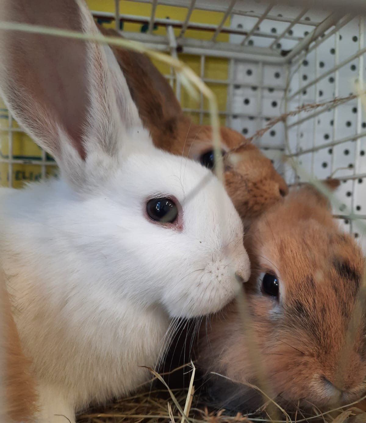 Snowflake & Brownie — photo 1